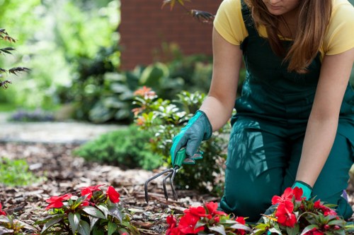Professional hedge trimming techniques